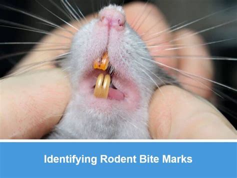 identifying rodent bite marks
