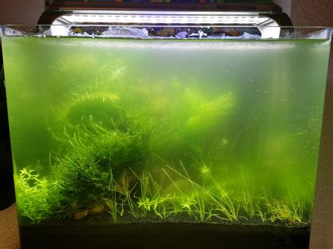 identifying the type of algae in a fish tank