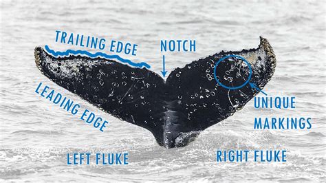 identifying whales by their tails