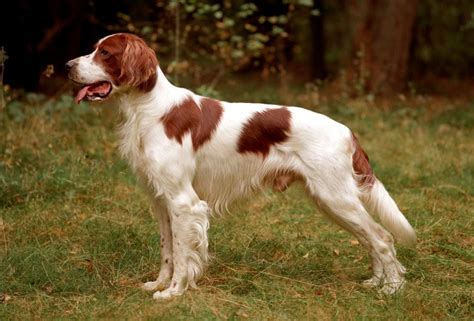 ierse setter rood wit