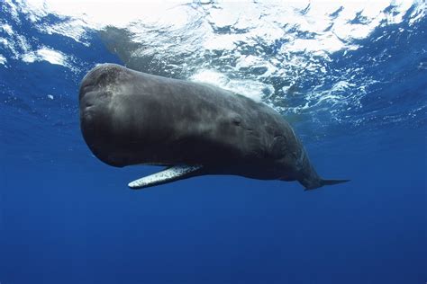 if you are a sperm whale