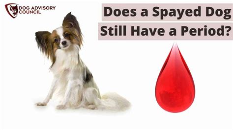 If You Get A Dog Spayed Does It Still Bleed