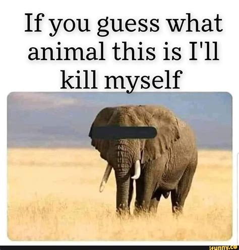 if you guess the animal meme
