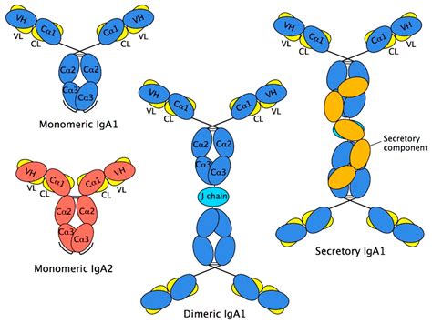 iga antibody shape