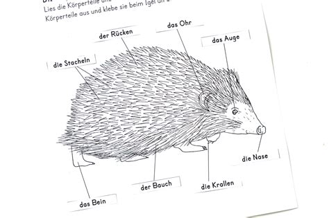 Die Körperteile des Igels „Wir zwei gehören zusammen“ Igel, Körperteile, Igel bilder