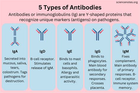 igg and igm antibodies meaning