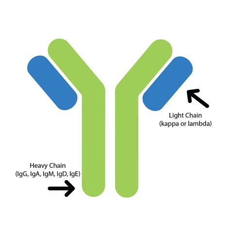 igg lambda light chain mgus