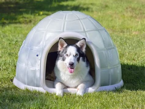 Igloo Style Dog House