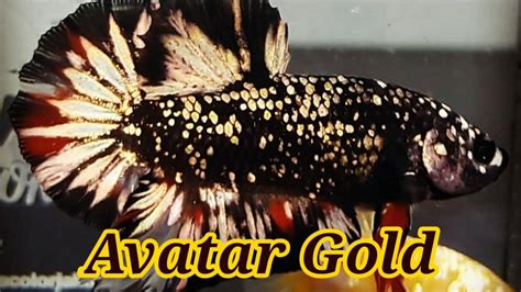 Cupang Avatar Cooper Gold CUPANG SAKINAH