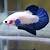 ikan cupang blue rim bicolor