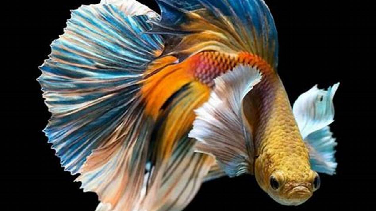 Rahasia Tersembunyi Ikan Cupang Halfmoon yang Jarang Diketahui: Panduan Lengkap untuk Pemula dan Penghobi
