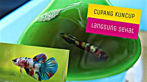7 Jenis Ikan Cupang Paling Mahal di Indonesia, Tembus Rp25