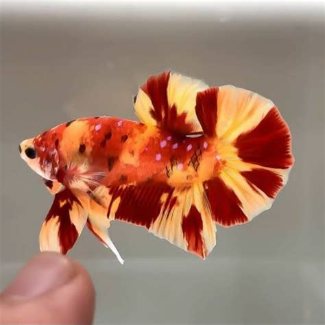 57+ Gambar Ikan Cupang Koi Nemo