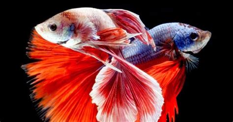 50+ Jual Ikan Cupang Ori Thailand Pictures