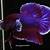 ikan cupang purple