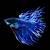 ikan cupang warna biru