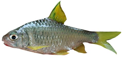 kunangkunangtube Ikan ikan Endemik Jawa Asli Yang Terancam Punah