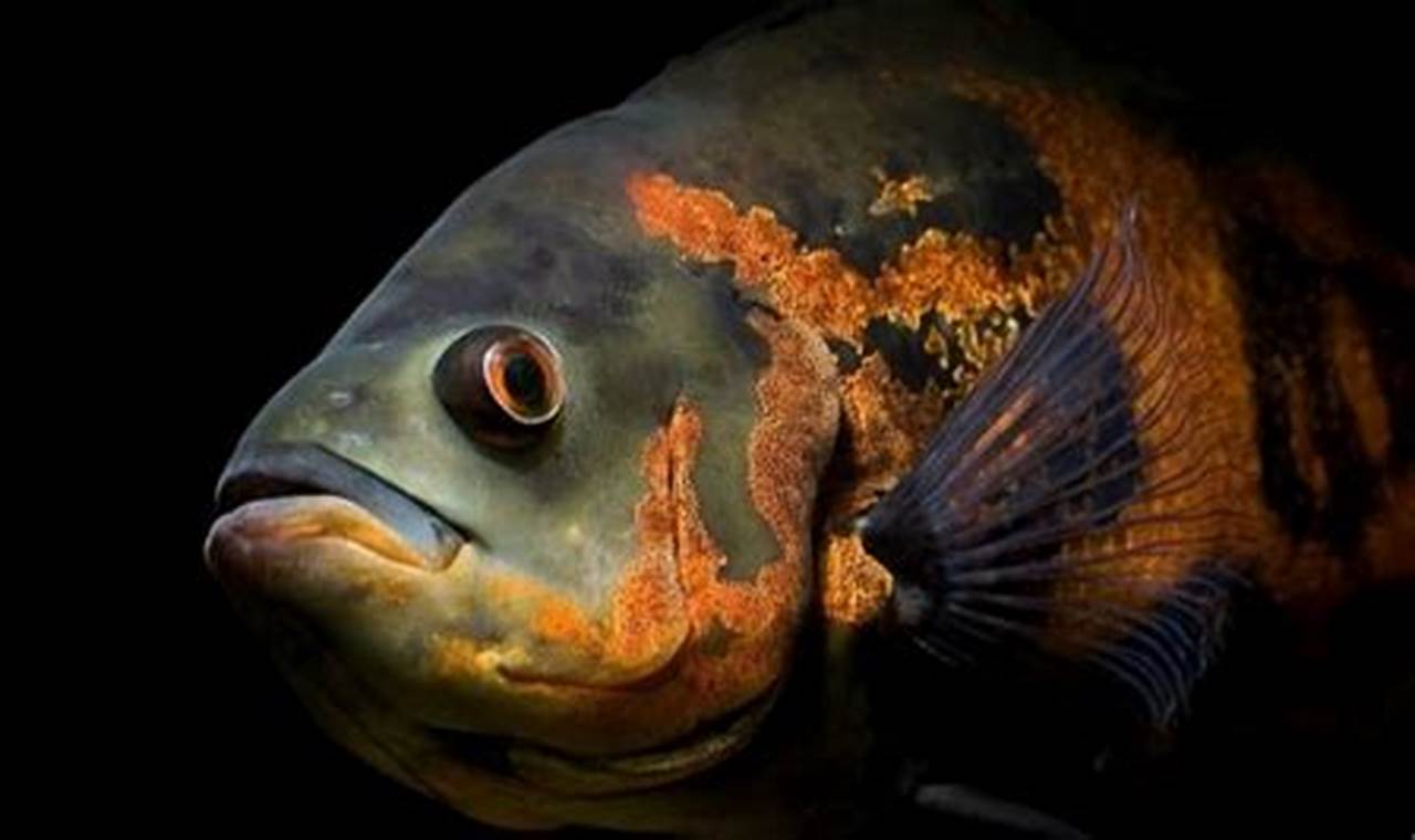 Ikan Hias Berukuran Besar dengan Ekor Panjang: Penemuan dan Wawasan Menakjubkan