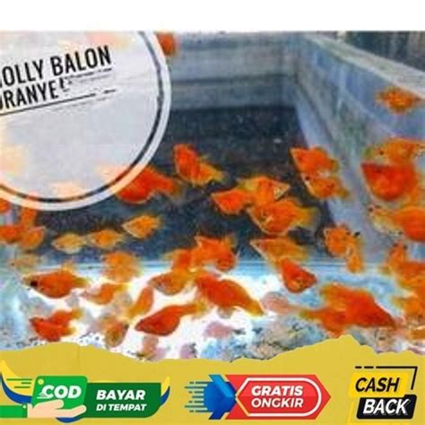 Temukan Rahasia Ikan Hias Golden Molly Balon yang Menakjubkan