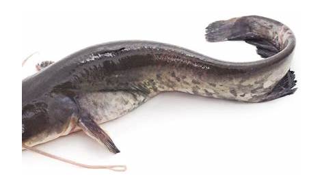 Sebelum Makan, Cek Dulu Fakta Tentang Cara Pemeliharaan Ikan Lele
