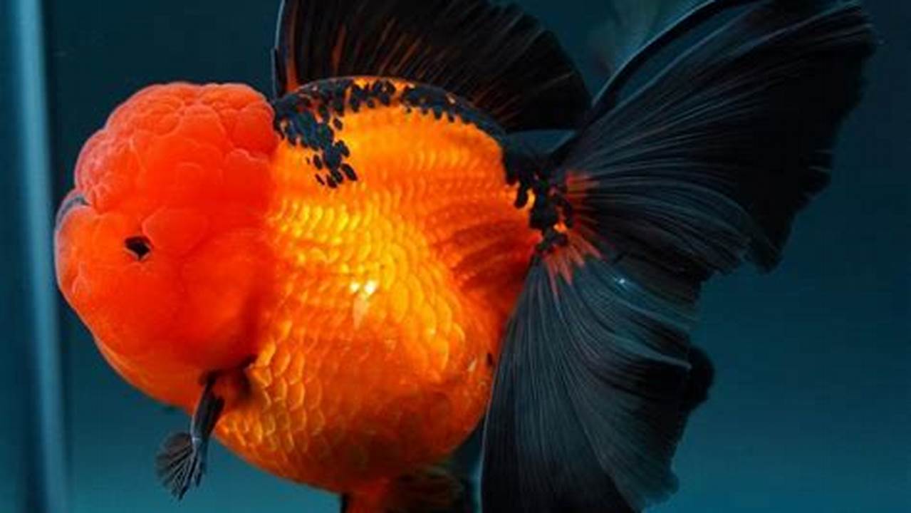Rahasia Pembiakan Ikan Mas Koki Terbongkar