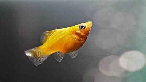 Rahasia Budidaya Ikan Molly: Panduan Terlengkap untuk Pemula