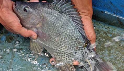 12 Ikan Air Payau untuk Konsumsi & Hias Serta Cara Budidaya