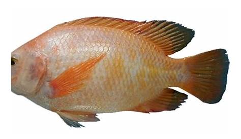 Gambar Ilustrasi Logo Ikan Arwana Merah Vektor, Ikan, Akuarium, Kardus