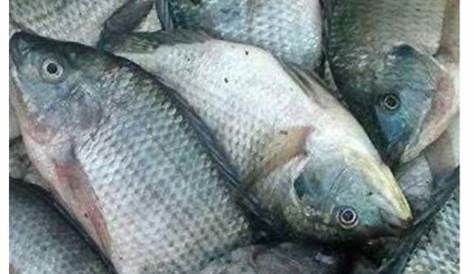 Jenis Ikan Nila Paling Unggul? Lihat Gambarnya Berikut Ini