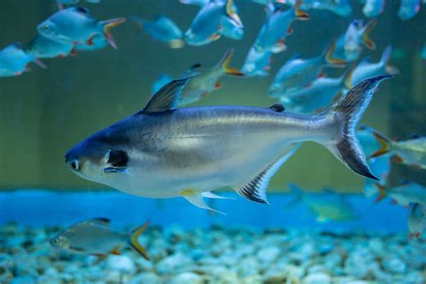 10 Manfaat Ikan Patin yang Jarang Diketahui