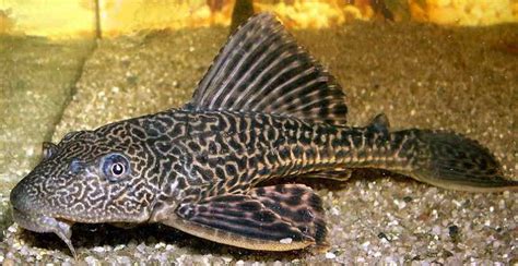 Ikan Sapu-Sapu Hias