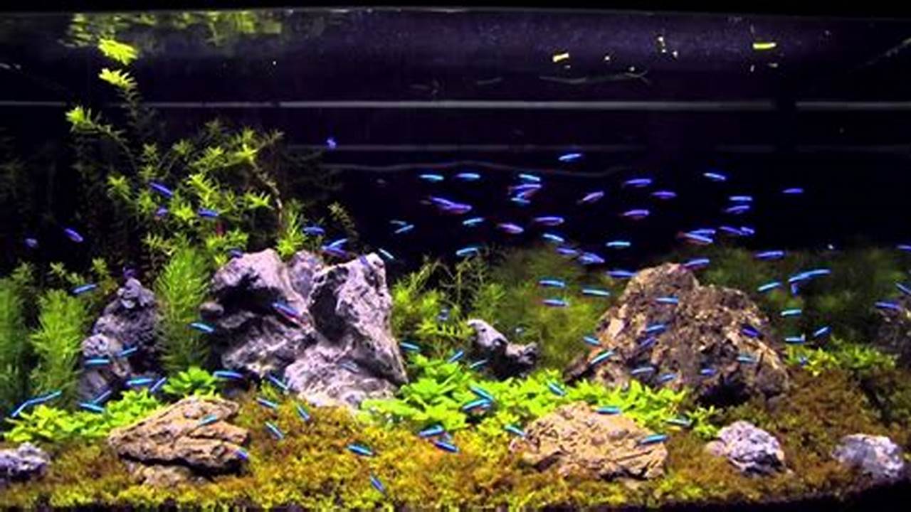 Ikan Untuk Aquascape yang Unik dan Menawan: Panduan Lengkap Bagi Pemula