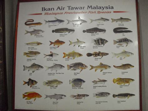 ikan air tawar malaysia