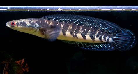 Mengetahui Lebih Dekat Ikan Channa Besar di Indonesia