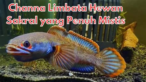 Ikan Channa Limbata sebagai Hewan Peliharaan