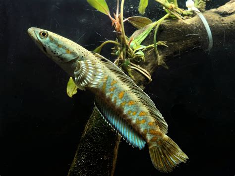 Berapa Lama Pertumbuhan Ikan Channa Pulchra di Indonesia?