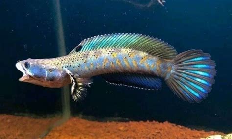 Ikan Channa pulchra dalam Budaya dan Mitos