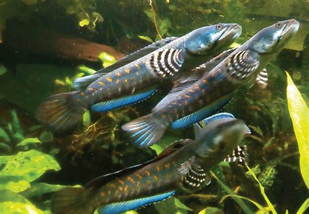 Channa Pulchra Kecil: The Gorgeous Dwarf Snakehead Fish of Indonesia