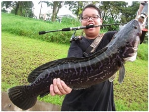 ikan gabus besar indonesia