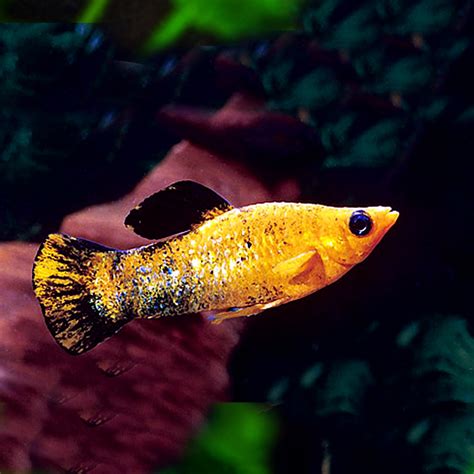 Rahasia Merawat Ikan Gold Dust Molly yang Jarang Diketahui