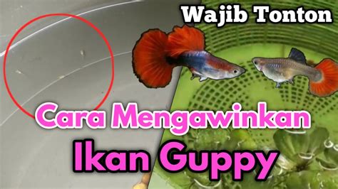 ikan guppy mengawinkan