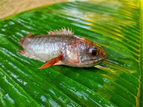 Ikan