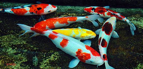Ikan Koi Nama Latin: Informasi Terlengkap untuk Pemula