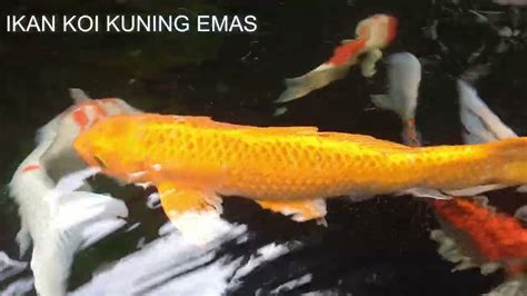 Ternak Ikan Koi Warna Emas, Hobi yang Menjanjikan di Indonesia