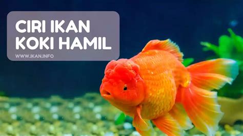 Ikan Koki Hamil di Indonesia