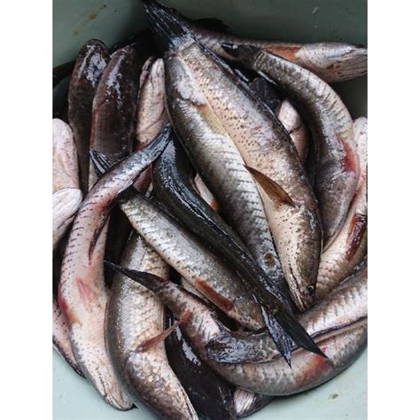 Ternak Ikan Kotok: Tips dan Trik untuk Budidaya yang Sukses di Indonesia