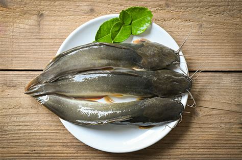 Temukan 7 Manfaat Ikan Lele yang Jarang Diketahui
