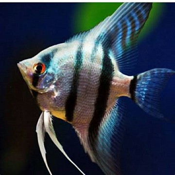 ikan manfish altum