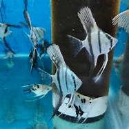 ikan manfish altum indonesia