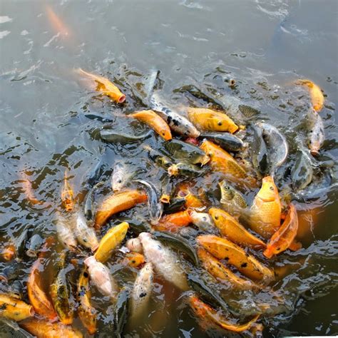Ikan Mas Hidup di Air – Kelebihan, Kekurangan, dan Informasi Lengkap